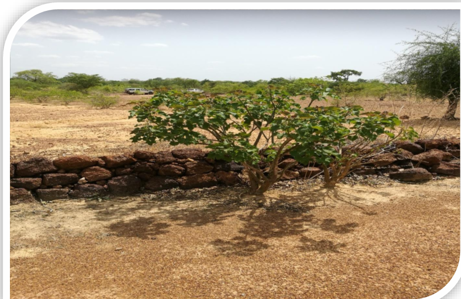 Etude restauration et conservation des sols